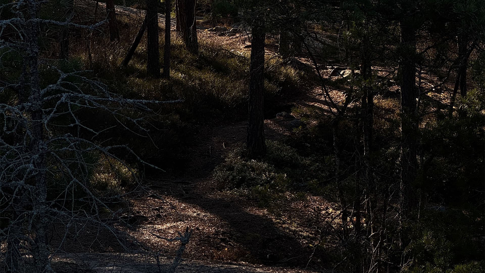 R58 x Cannondale XC MTB ambassadör sökes.